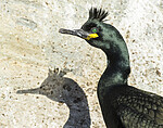 BB 15 0657 / Phalacrocorax aristotelis / Toppskarv